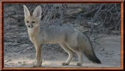 Comment s'appelle cet animal ?