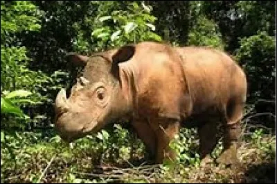 Comment s'appelle cet animal ?