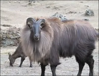 Quel est cet animal ?