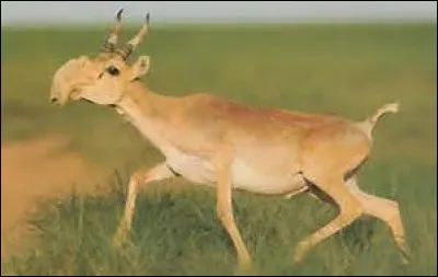 Comment s'appelle cet animal ?