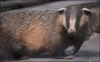 Quel est cet animal ?