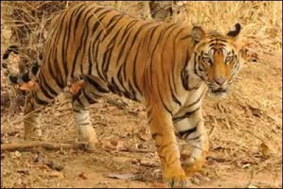 Comment s'appelle cet animal ?