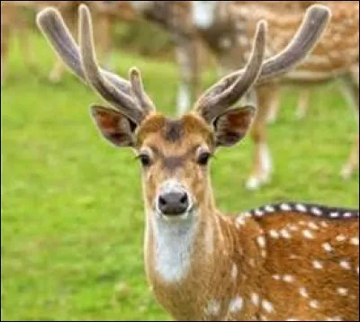 Quel est cet animal ?