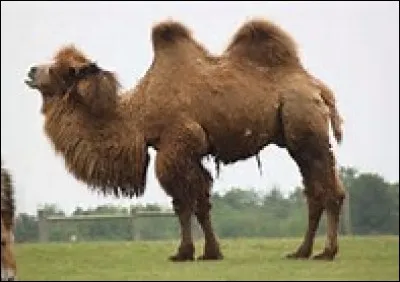 Comment s'appelle cet animal ?