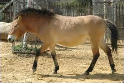 Quel est cet animal ?