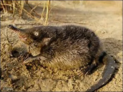 Quel est cet animal ?