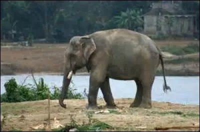 Comment s'appelle cet animal ?