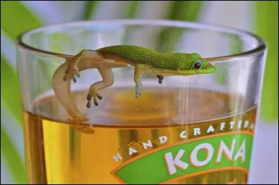 Le gecko a inspiré un adhésif hyper puissant, le geckskin !