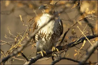 Léonard de Vinci s'inspira des oiseaux pour dessiner ses machines volantes !