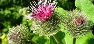 C'est cette plante, la bardane, qui fut à l'origine de l'invention de la bande Velcro !