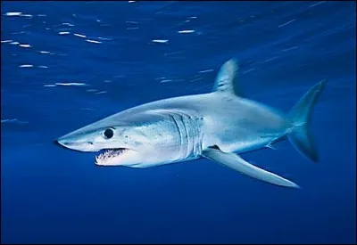 La combinaison de natation "Fastskin" imite l'épiderme du requin mako !