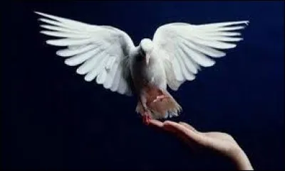 Quel animal est symbole de la paix ?