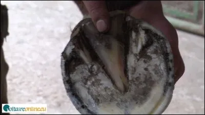 Comment s'appelle la partie qui forme un V sous le sabot, sur la photo ?