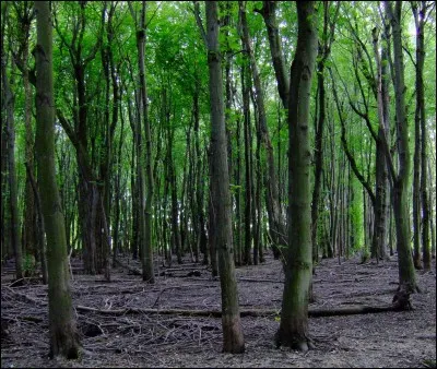 Complétez - Les Chansons des rues et des____.