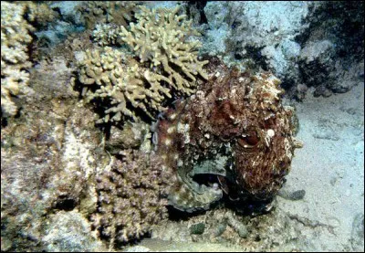 Quel animal est caché dans la photo !