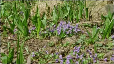 Ils sont cachés parmi les fleurs !