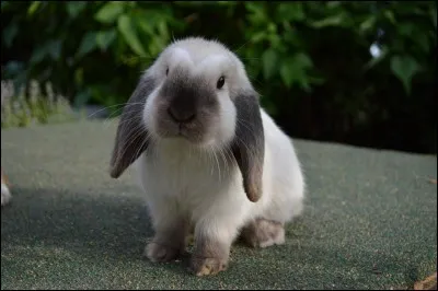 Le Bélier - Comment peut-on qualifier le lapin bélier ?
