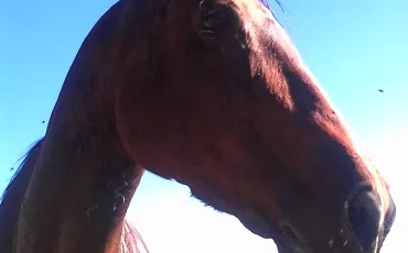 Quiz Galop 1