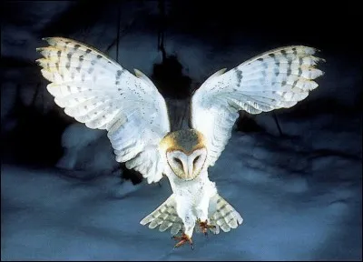 H - Un "huhulophile" collectionne les chevaux.