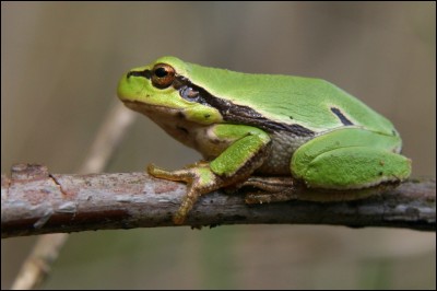 Quel est le nom de cette petite grenouille verte ?