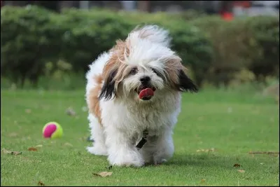 De quelle race de chiens s'agit-il ?