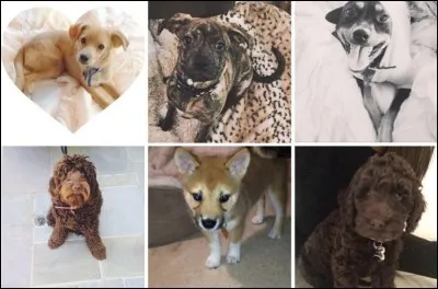 Comment se nomment les 5 chiens d'Ariana ?