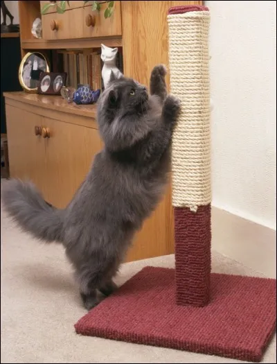 Pourquoi les chats griffent-ils des meubles ou autres ?