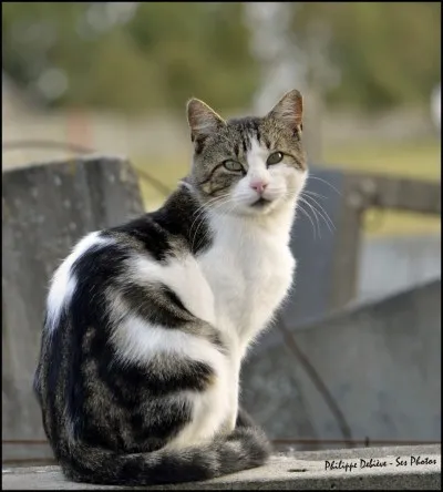 Les chats ont-ils été ''utilisés'' pendant la guerre ?