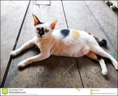 Combien de temps dure la gestation chez les chattes ?