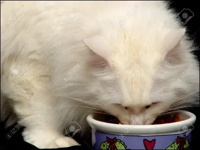 Faut-il donner à manger aux chats chaque fois qu'ils le demandent ?