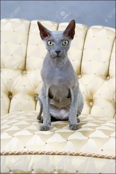 Quel est le nom de la race de chats sans poils ?