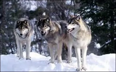 En quelle année est sortie la chanson "Les loups sont entrés dans Paris" de serge Reggiani (1922-2004) ?