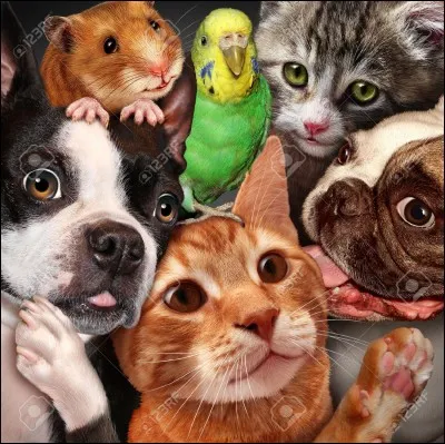 Quel est ton animal favori ?