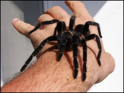 Quelle est ta phobie ?