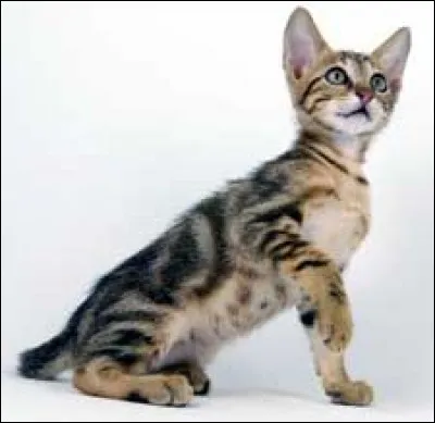 Ce chat est un chat kenyan. Il vit dans les arbres et se nourrit de papillons, grillons... Il est aussi difficile à approcher. Par conséquent, quel est son nom ?