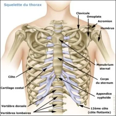 Les vertèbres ont toutes une classification. Pour les cervicales, c'est le C, pour les dorsales le D, les lombaires le L, etc... Pour les côtes qu'elle est la lettre ?