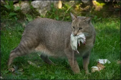Quel chat accuse Plume Grise de ressembler de plus en plus à un chat domestique dans "A feu et à sang" ?