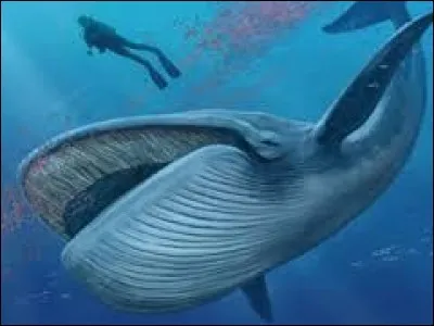La langue d'une baleine bleue est aussi lourde...