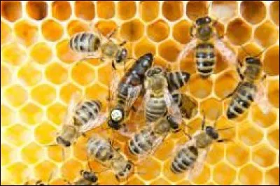Par jour, la reine des abeilles peut pondre jusqu'à...
