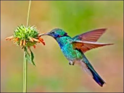 En 1 seconde, le colibri bat des ailes...