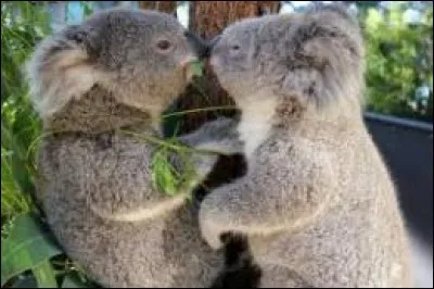 Combien de portées le koala a-t-il par an ?