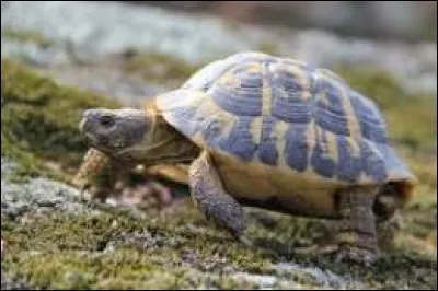 Une tortue peut vivre jusqu'à...