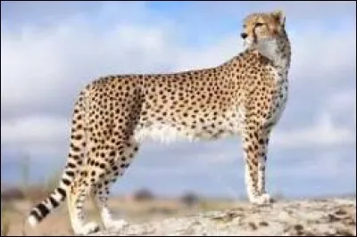 Quelle est la longeur du saut du guépard ?