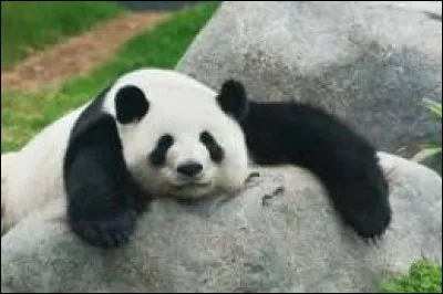 Combien d'heures par jour le panda mange-t-il ?