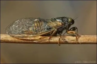 Combien de fois la cigale répète-t-elle son chant en 1 minute ?