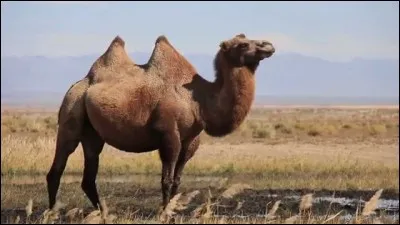 Quels est le poids moyen du chameau ?