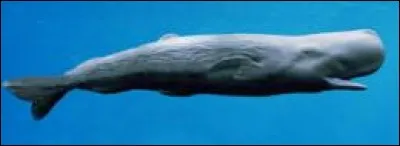 Le cachalot est capable de plonger jusqu'à...