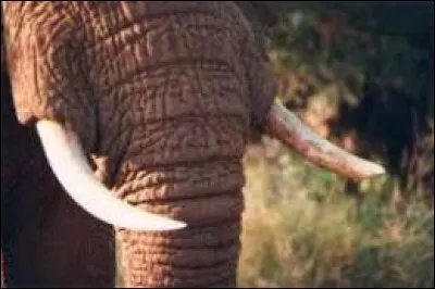 Quel est le poids des défenses de l'éléphant d'Afrique ?