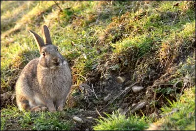 Quelle phrase est bien écrite ?