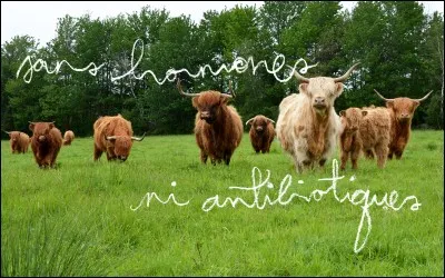 Quelle phrase est bien écrite ?